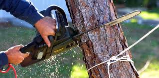 Best Tree Health Inspection  in Tracyton, WA