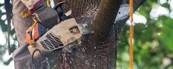 How Our Tree Care Process Works  in  Tracyton, WA