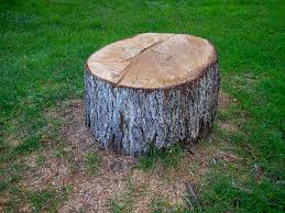 Best Tree and Shrub Care  in Tracyton, WA