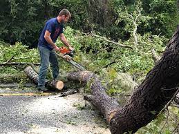 Best Emergency Tree Removal  in Tracyton, WA
