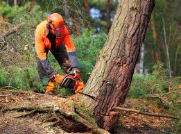 Best Storm Damage Tree Cleanup  in Tracyton, WA