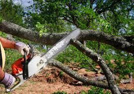 Best Palm Tree Trimming  in Tracyton, WA