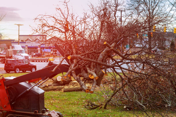 Best Arborist Consultation Services  in Tracyton, WA