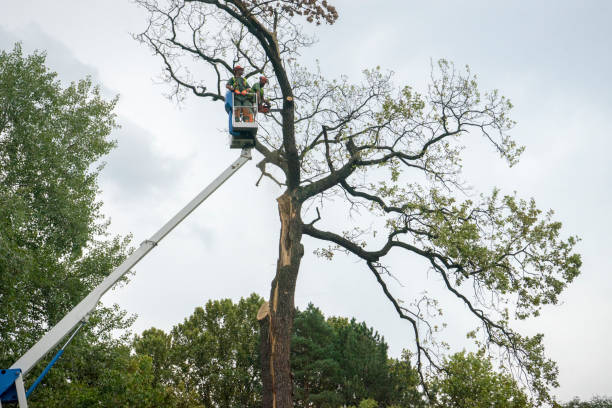 Best Tree Removal  in Tracyton, WA