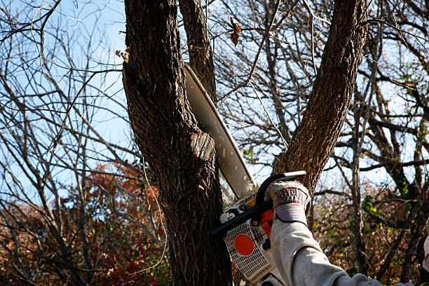 Best Tree Cabling and Bracing  in Tracyton, WA