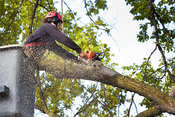 Best Utility Line Clearance  in Tracyton, WA