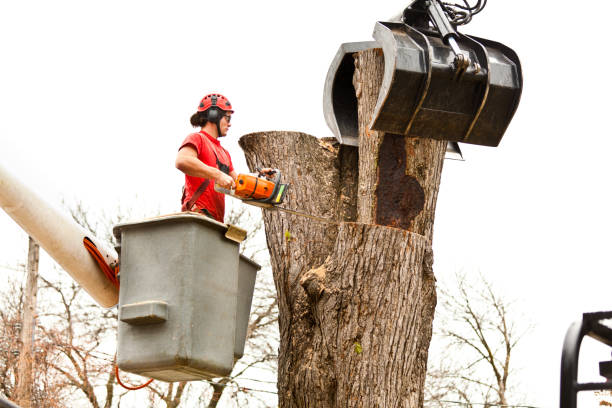Best Commercial Tree Services  in Tracyton, WA